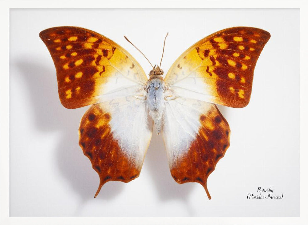 Butterfly - 4 Poster